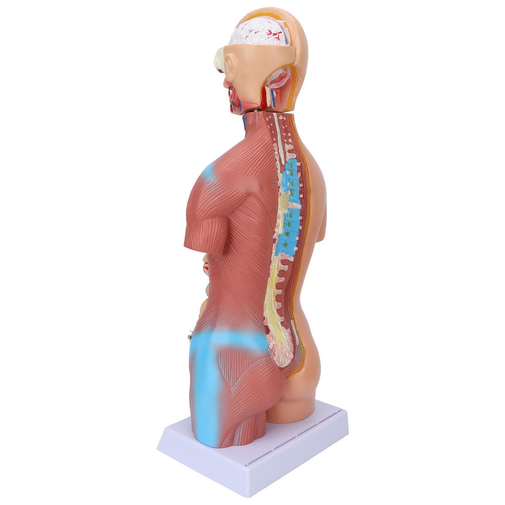 Model de tors uman detașabil Model educațional de anatomie a creierului pentru predare Spitalul școlar 17.7in