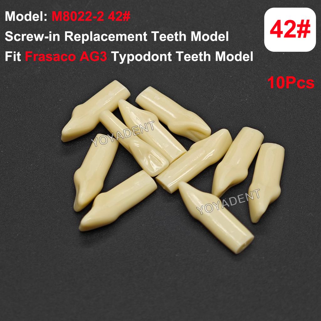 Fit Frasaco AG3 Typodont Dental Teeth Model Full teeth 32Pcs Screw-in Practice Filling Soft Gum Gingivae Teeth Training Teach