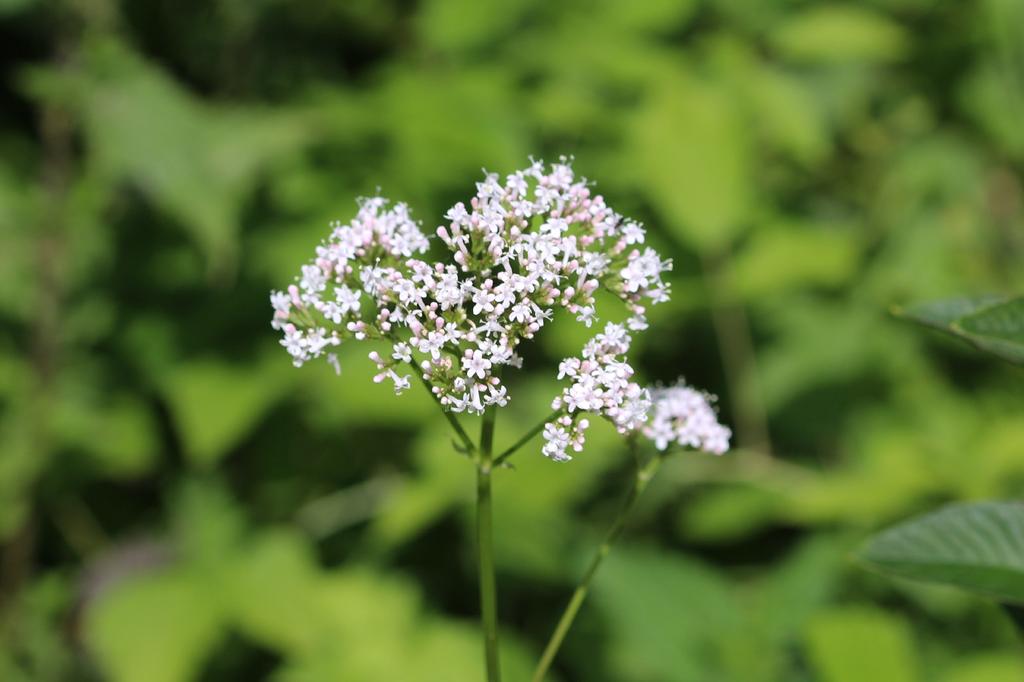 SAFLAX Garden In the Bag - Meadowsweet - 500 Seeds - With Substrate In a Fitting Stand Up Bag - Filipendula Ulmaria