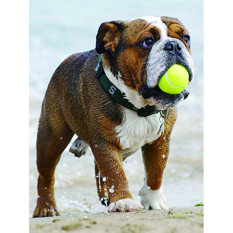 5D Diamond Painting Dog Cross Stitch სრული მრგვალი ბრილიანტის ნაქარგები მოზაიკა ცხოველთა ხელნაკეთი Rhinestone სახლის დეკორი