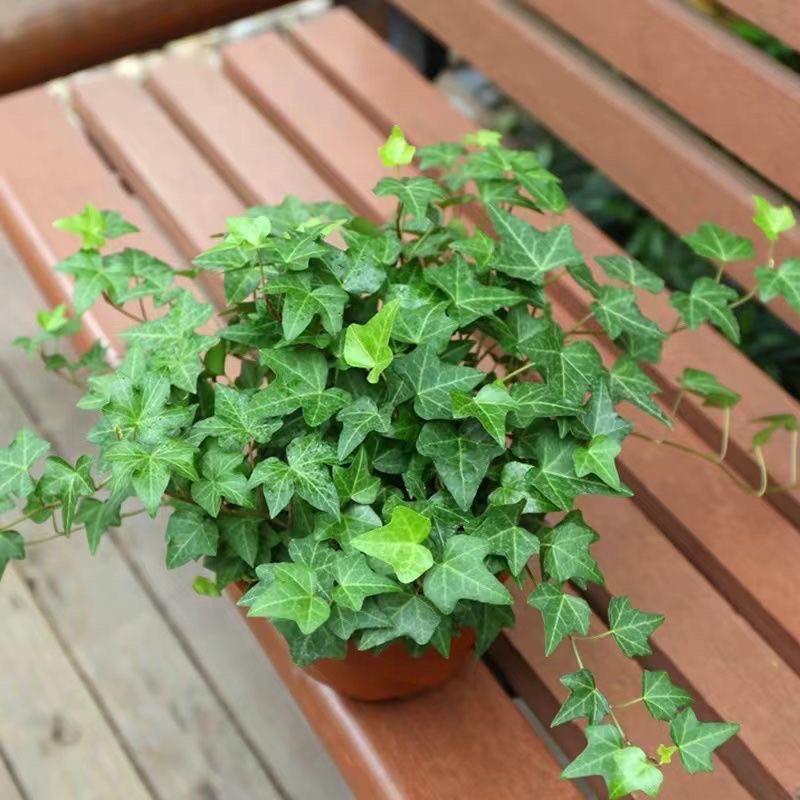 Evergreen Ivy Hanging Basket, Easy-Care Long Vine Plant, Perfect for Living Room, Balcony or Office, Enhances Air Quality.