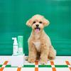 Lispet Lab Pet Toothpaste Oral Cleanser, koreański szampon dla zwierząt