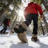 9 Spikes Crampons Non Slip Traction Chain Claws Ice Snow Grips for Mountaineering Hiking Walking on Snow and Ice Outdoor
