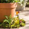 Practical Frogs Sculpture Functioning As Ornament and Garden Decoration for Stylish Home and Garden Enhancement