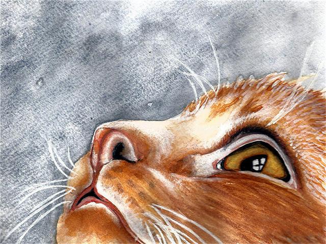 Pictură cu diamante 5d, nou sosiri, pisică drăguță, broderie cu diamante lucrată manual, mozaic de animale, cadou complet rotund/pătrat, decor acasă