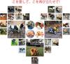 Pesa solo Minimo carico sugli animali domestici Sedia a rotelle pieghevole per cani anziani adatta per la riabilitazione cura ausiliaria per cani per passeggiate con animali domestici cani disabili