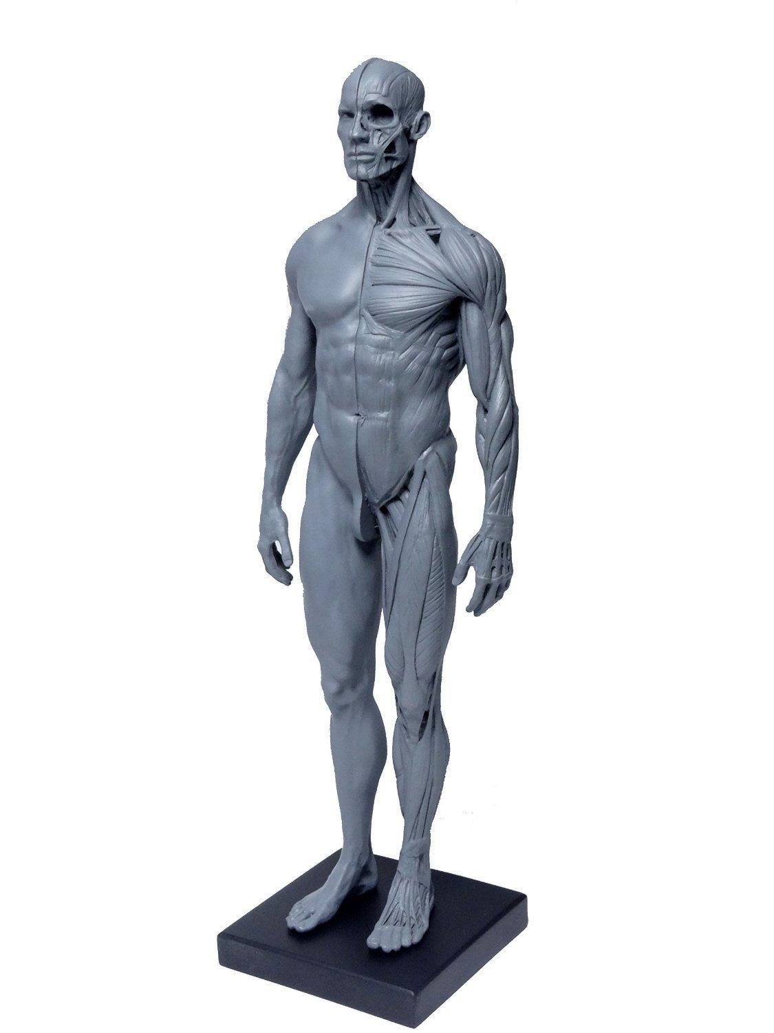

Abz Company Human Muscle Model, 30cm, for Medical Anatomy, Education, Orthopedics, and Drawing, Male and Female, Gray, Freestanding with Stand