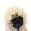 Holiday Pet Wigs: Fun Afro Styles for Cats and Dogs