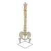 Model Schelet Uman cu Suport Nervi Anatomici Corp Întreg