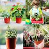 3.5 Inch Plastic Plant Nursery Pots With Drainage Holes Washable Reusable Won't Break Easy To Stack