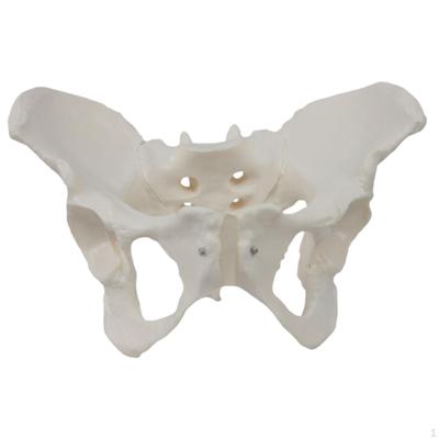 Female Pelvis Model Skeleton Medical Teaching Learning Display Portable Practical