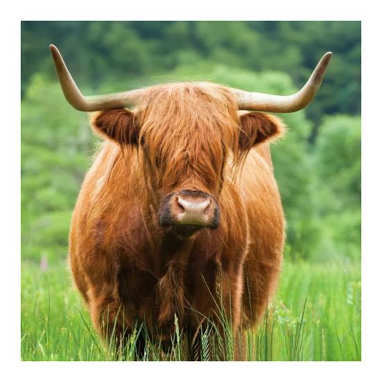 

Настенный календарь с шотландской высокогорной коровой на 2026 год, 12-месячный календарь, оригинальный настенный планер с шотландскими высокогорными коровами для декора дома и офиса 1pc