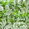 100Pcs Garden Grapes Fruit Protection Bags Cover Plant Nursery Bag Pest Control Anti-Bird Non-Woven Fabric Bag Gardening Protect