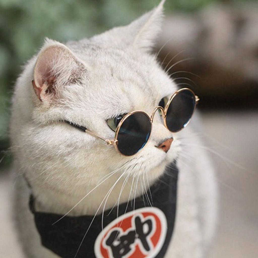 1 Stück Hunde Sonnenbrille Katze Haustier Produkt Lieblich Vintage Rund Reflexion Augenbekleidung Brille Kleiner Hund Katze Haustier Foto Requisiten Zubehör