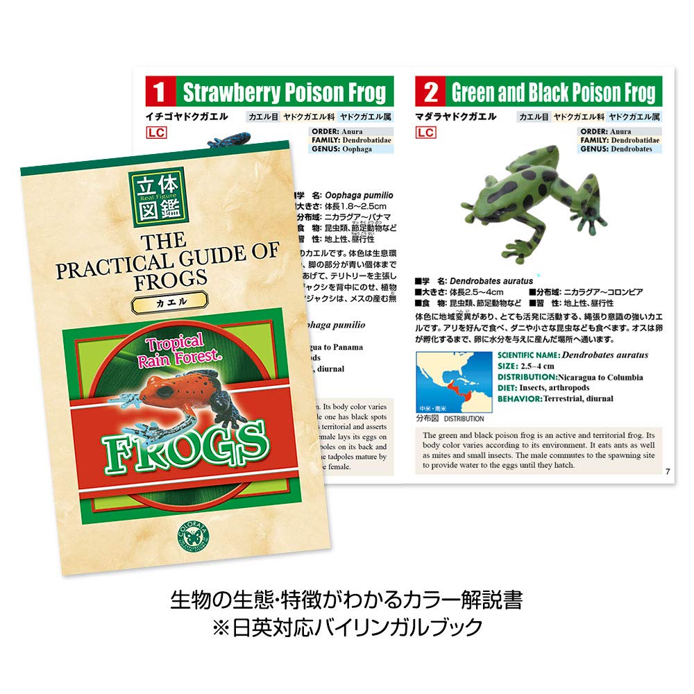 Calorata Frog 3D Encyclopedia Frogs with Realistic Figures Birthday Gift Sanitation Law Figure Box Christmas Gift (16 Instructions) (Educational Toys)