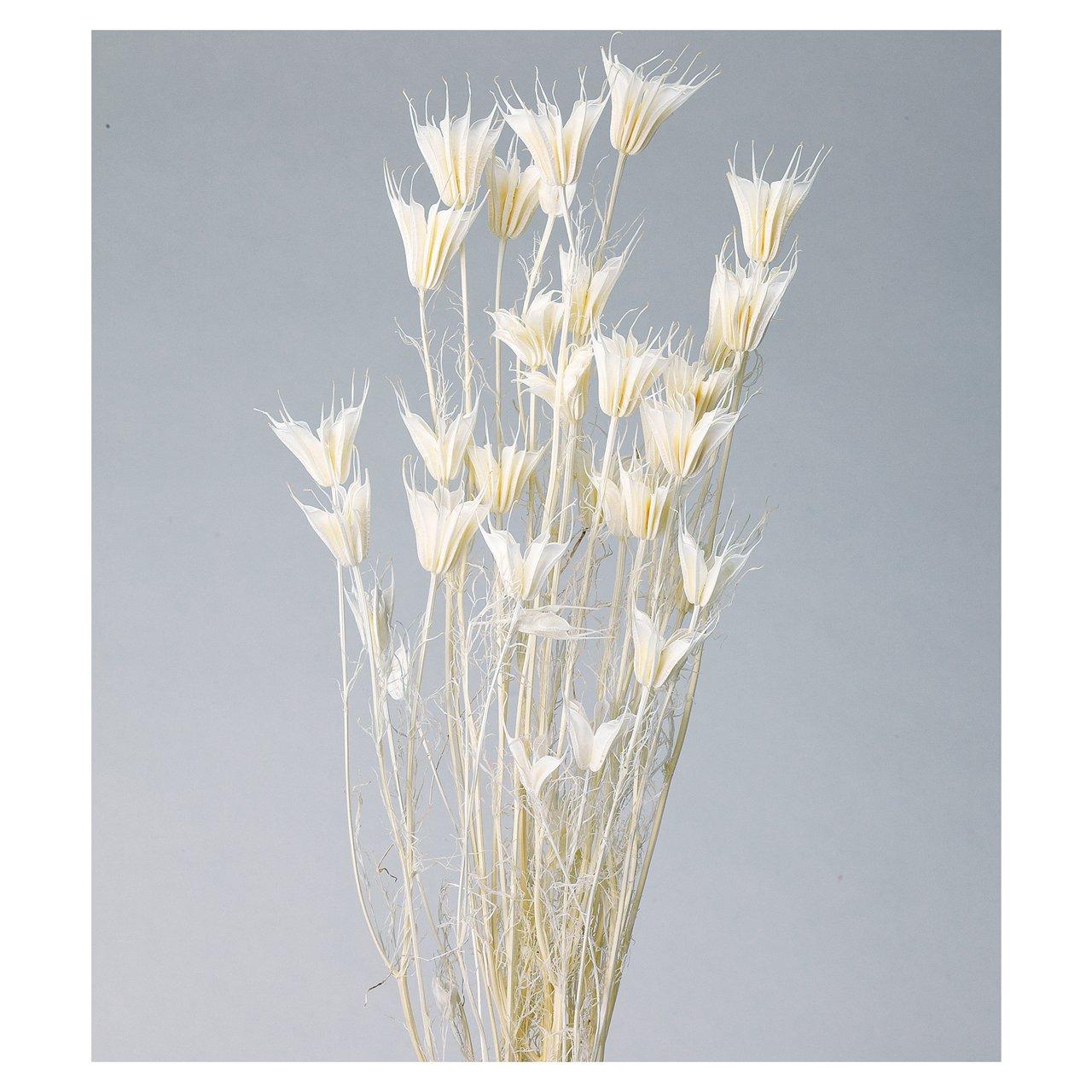 

Daichi Farm Dried Flower Nigella Orientalis White (30g) DO10380-011 білий