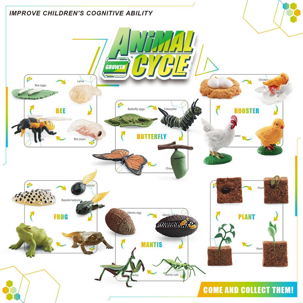 Simulation Of Animals And Plants Insects 6 Themes Butterfly Bee Frog Model Growth Cycle Storage Box Set