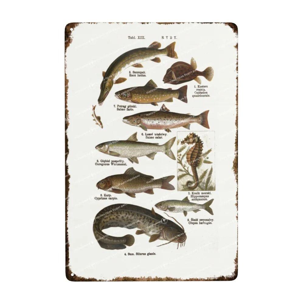 

Fishing Fish Species Lures Metal Art, Home Office Tackle Shop Decor 20x30cm