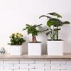 Self Watering Square Plant Pot 150# White PP Plastic Planter with Visible Water Level Gauge for Indoor House Plants