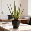 Sztuczna Aloes w Doniczce, 45 cm Wysokości, Zielony, Jak Żywa Dekoracja