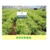 Organic Green Tea Jasmine Pearl Herbal Energy Boost 40g
