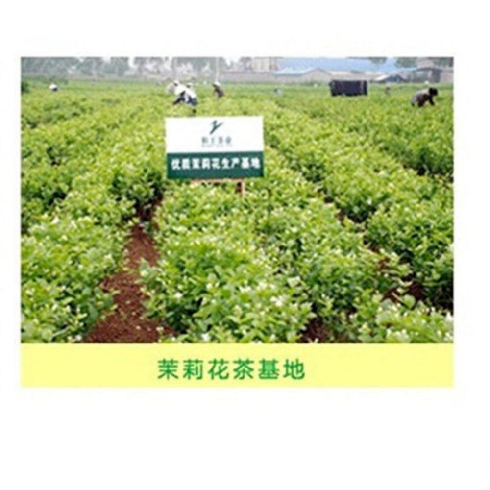 Organic Green Tea Jasmine Pearl Herbal Energy Boost 40g