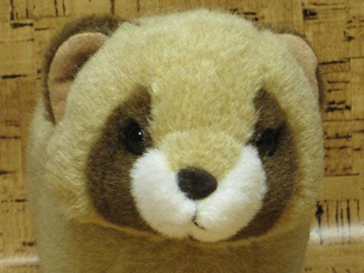 

Starchild Ochiai Tanuki