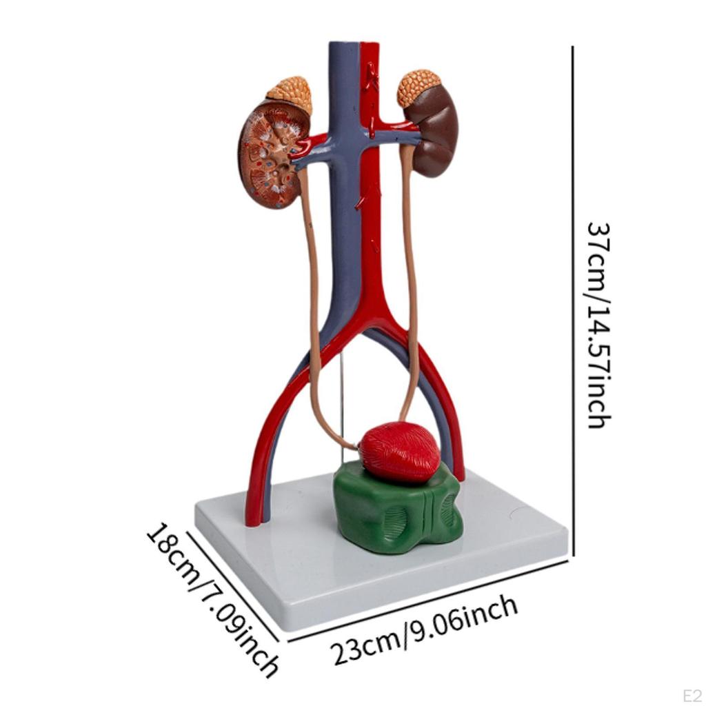 Urogenital System Model Demonstration Renal Structural Experiment Educational Tool