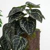 Artificial Amphibian Plants Terrarium Leaves Habitat Decor for Iguana for Turtle