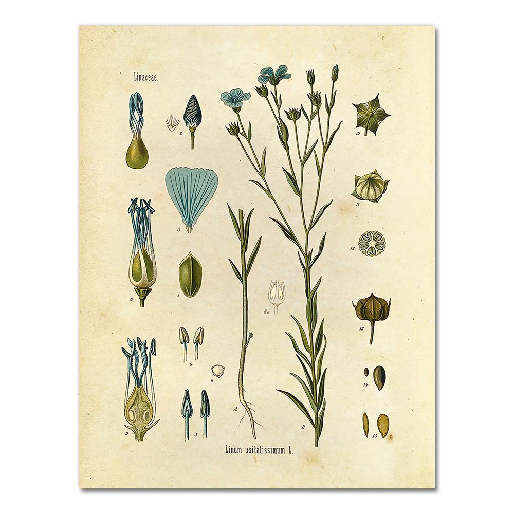 Vintage Wild Plant Poster Botanical Flower Study Living Room Hanging Painting Peony Picture Aesthetic Room Decor Canvas Paintng