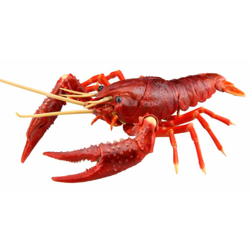 Free Research Series No. 24 Living Creatures Edition American Crayfish (Red) Plastic Model