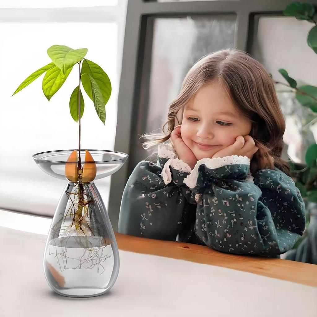 High Borosilicate Avocado Hydroponic Vase for Pit Seed Cultivation