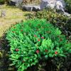 Artificial Eucalyptus Greenery Wall Panel