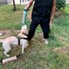 Durablity and Tear Resistant Dogs Tug Toy Training Chew Toy for Indoor and Outdoor Training Great for Large Dog Breeds