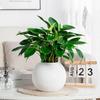 Self Watering Pot for Indoor Plants Plastic Wicking Flower Pot with Inner Pot Modern Decorative Planter for Herbs Flowers House Plants