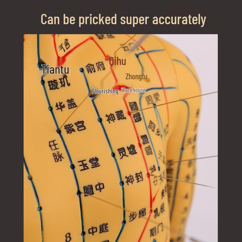 Ultra-Clear Silicone Model: Acupuncture & Meridians Teaching for Tuina Massage Practice