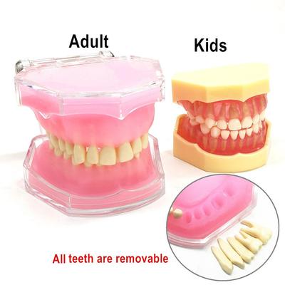 1 Piece Dental 1:1 Study Teaching Model Dental Adult /Kids Standard Model Removable Teeth Soft Gum TYPODONT Model for Dentist Use