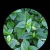 Aged Yunnan Pu Erh Tea Cake 357g Glutinous Rice Aroma