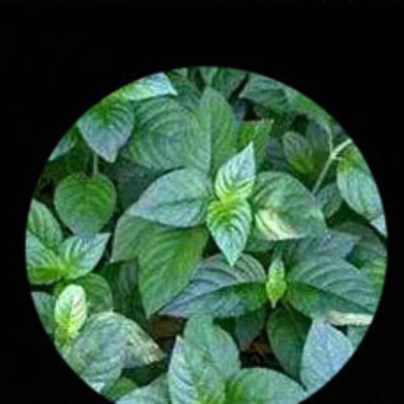 Aged Yunnan Pu Erh Tea Cake 357g Glutinous Rice Aroma
