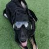 Waterproof Anti-snow Ultraviolet Dog Glasses Pet Eye Protection Goggles