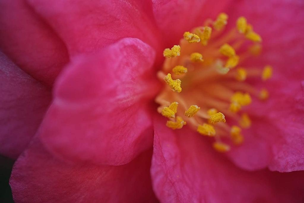 FUJIFILM XF Lens FUJINON XF60mm R Single Focus Medium Telephoto Macro F R MACRO F2.4 XF60MMF2.4
