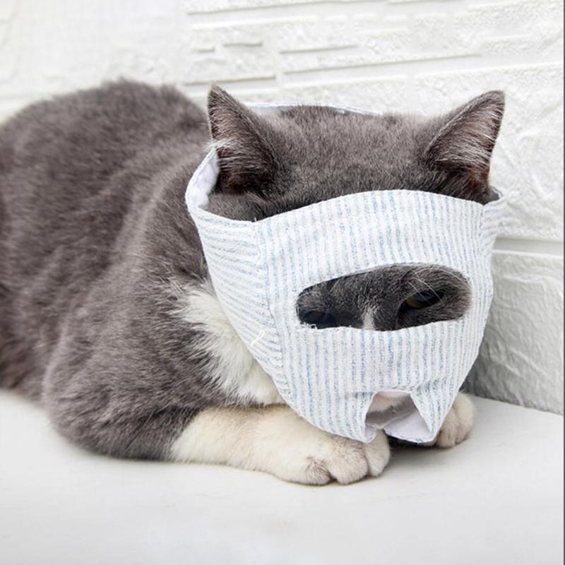cat mouth muzzle