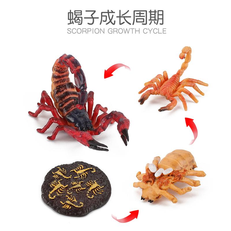 Life Cycle Board Montessori Kit Biology Science Education Toys For Kids Sensory Tray Animal Figure Life Cycle Sorting Wooden Toy