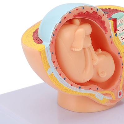 Anatomisches Beckenmodell einer schwangeren Frau, abnehmbares Schwangerschaftsmodell mit 9 Monaten Babyfötus für den Unterricht