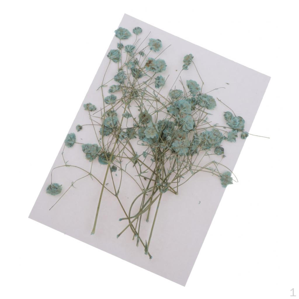 Breath Pressed Flowers DIY Table Card Catalog Ornament 14.5x10.5cm
