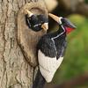 Woodpecke Sculpture Outdoor Bird Statue Resin Hanging Bird Figurines Outdoor Trees Huggers Decors for Lawn Ornament