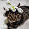 Gehäkelte Haustierkappe Warme Katze zum Binden Einzigartige Gestrickte Katzenmütze Foto Requisiten