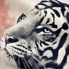 Sakura Tiger Shower Curtain Japanese Ukiyo Watercolor Red Sun Wild Animal Floral Kids Adult Bathroom Decor Hooks