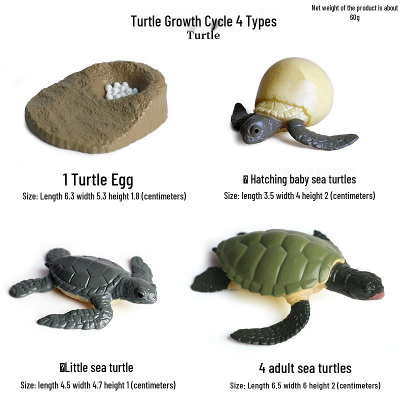 Animal Growth Cycle Simulation Toy Set: Solid Snail & Frog Models for Science Education