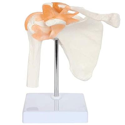 Scapula, Shoulder Joint, Clavicle Model, Human Anatomy Model, Skeleton Model, Specimen, Ligaments, Medical Education, Working, with Base